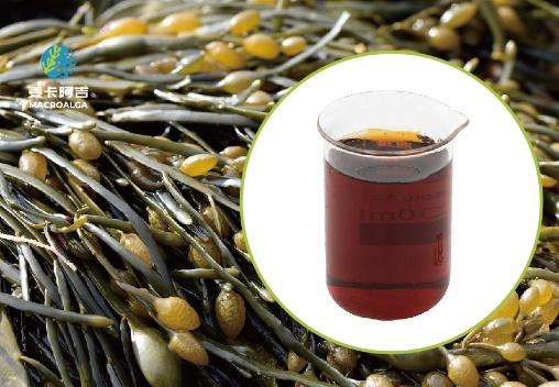 Reliable Ascophyllum Nodosum Extract from the Original Manufacturer: A Trusted Source for Quality and Purity